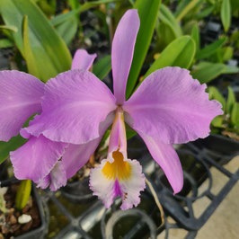 Cattleya mossiae