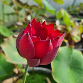 Nelumbo Flamingo