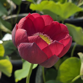Nelumbo Renyin Event