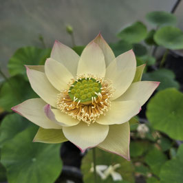 Nelumbo Flower on the Silk Road