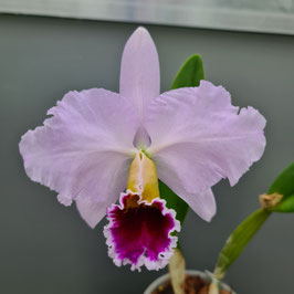 Cattleya percivaliana "Alf"