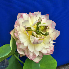 Nelumbo Xi Jin Xia / Pink Brocade
