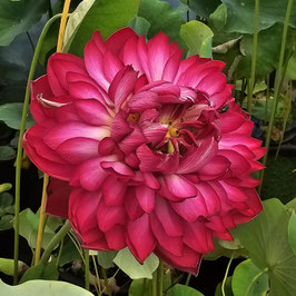 Nelumbo Happy Eyes