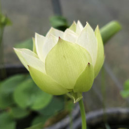 Nelumbo Empress Ehuang and Nvying