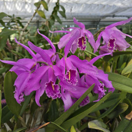 Cattleya maxima "Gorgeous"