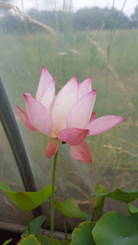 Nelumbo Lotusland's Shining