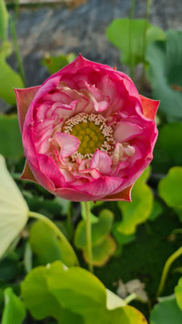 Nelumbo Lotusland's Rising Star