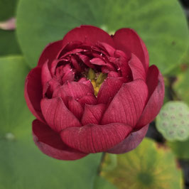 Nelumbo Plum Robe