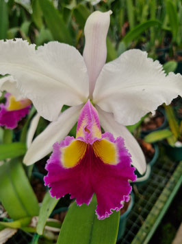 Cattleya Maggie Raphael f. semi-alba  "Orquivalle" AM / AOS (dowiana ff. aurea x trianaei ff. semi-alba)