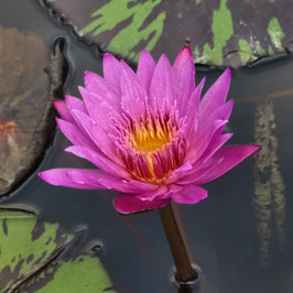 Nymphaea Queen of Siam