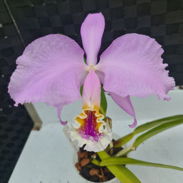 Cattleya mossiae tipo Ven2