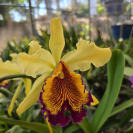 Cattleya dowiana var. aurea (3N)