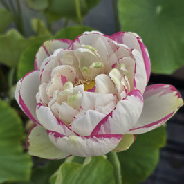 Nelumbo Da Sa Jin LS-01