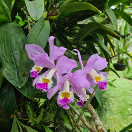 Cattleya mendelii "Natural"