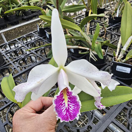 Cattleya maxima ff. semi-alba "Angel" x "Rolando"