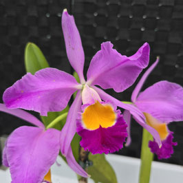 Cattleya eldorado "Mount Ito x self" #3