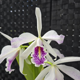 Cattleya maxima f. semi-alba "La Pedrena"