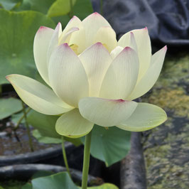 Nelumbo Ken's Dream
