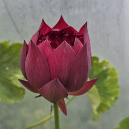 Nelumbo Zi Rui