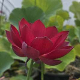 Nelumbo Ancient Capital Red Palace