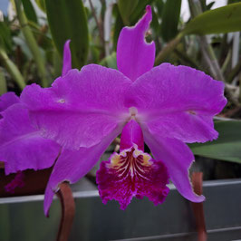 Cattleya lueddemanniana (Royal Flash x Drago) x rubra "Fennel"