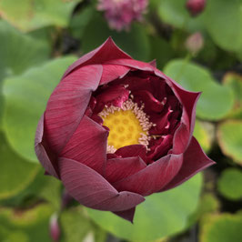 Nelumbo Heart Blood 16