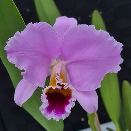 Cattleya percivaliana var. grandiflora "Zaira"