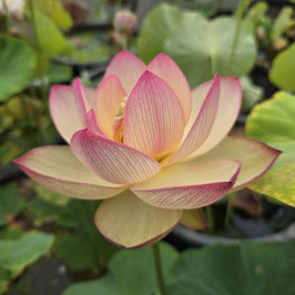 Nelumbo  Piano Booklet