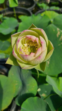 Nelumbo Pink Beauty