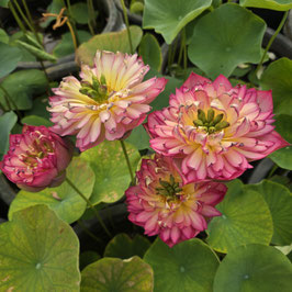Nelumbo Chinese Lark