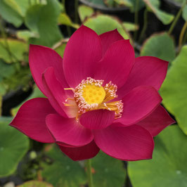 Nelumbo Little General