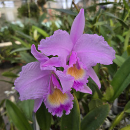 Cattleya trianae "Cariñosa"