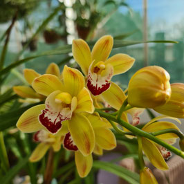 Cymbidium gelb rot