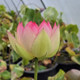 Nelumbo New Rouge