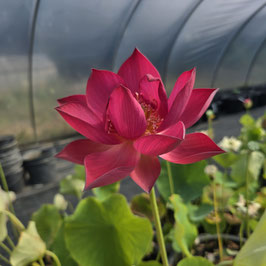 Nelumbo Chinese Red Jiaxing