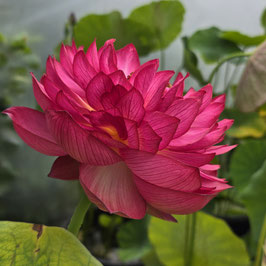 Nelumbo Kleine Feuerpagode S-2015-10