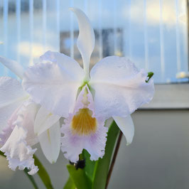 Cattleya trianae ff. amesiana pelorica