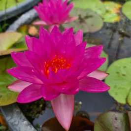 Nymphaea Siam Marble