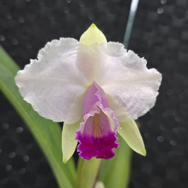 Cattleya quadricolor