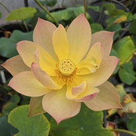 Nelumbo Golden Sunset