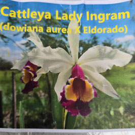 Cattleya Lady Ingram (dowiana x eldorado)