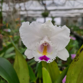 Cattleya quadricolor