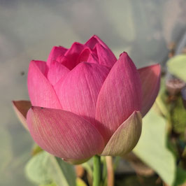 Nelumbo S-2016-14 Aquarello
