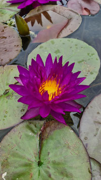Nymphaea Violicious
