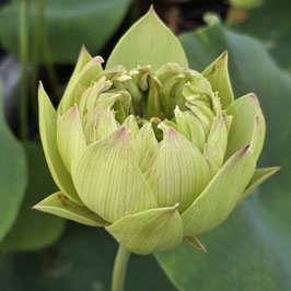 Nelumbo Qinhuai Misty Rain