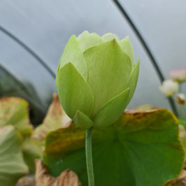 Nelumbo Lotusland's Emerald