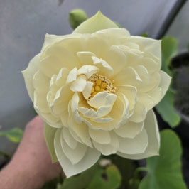 Nelumbo Bai Mudan