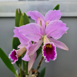 Cattleya percivaliana "Enanito" - Original Djungle Typ