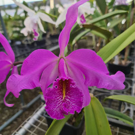 Cattleya maxima ff. purpurea "138"