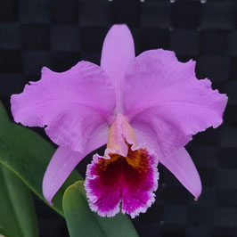 Cattleya percivaliana var. grandiflora "Primavera"